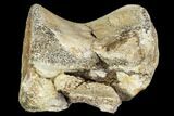 Bargain, Fossil Dinosaur Vertebra - Judith River Formation #107178-5